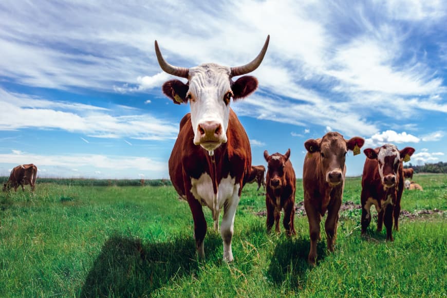 Cattle farming — grassroots alternative investment