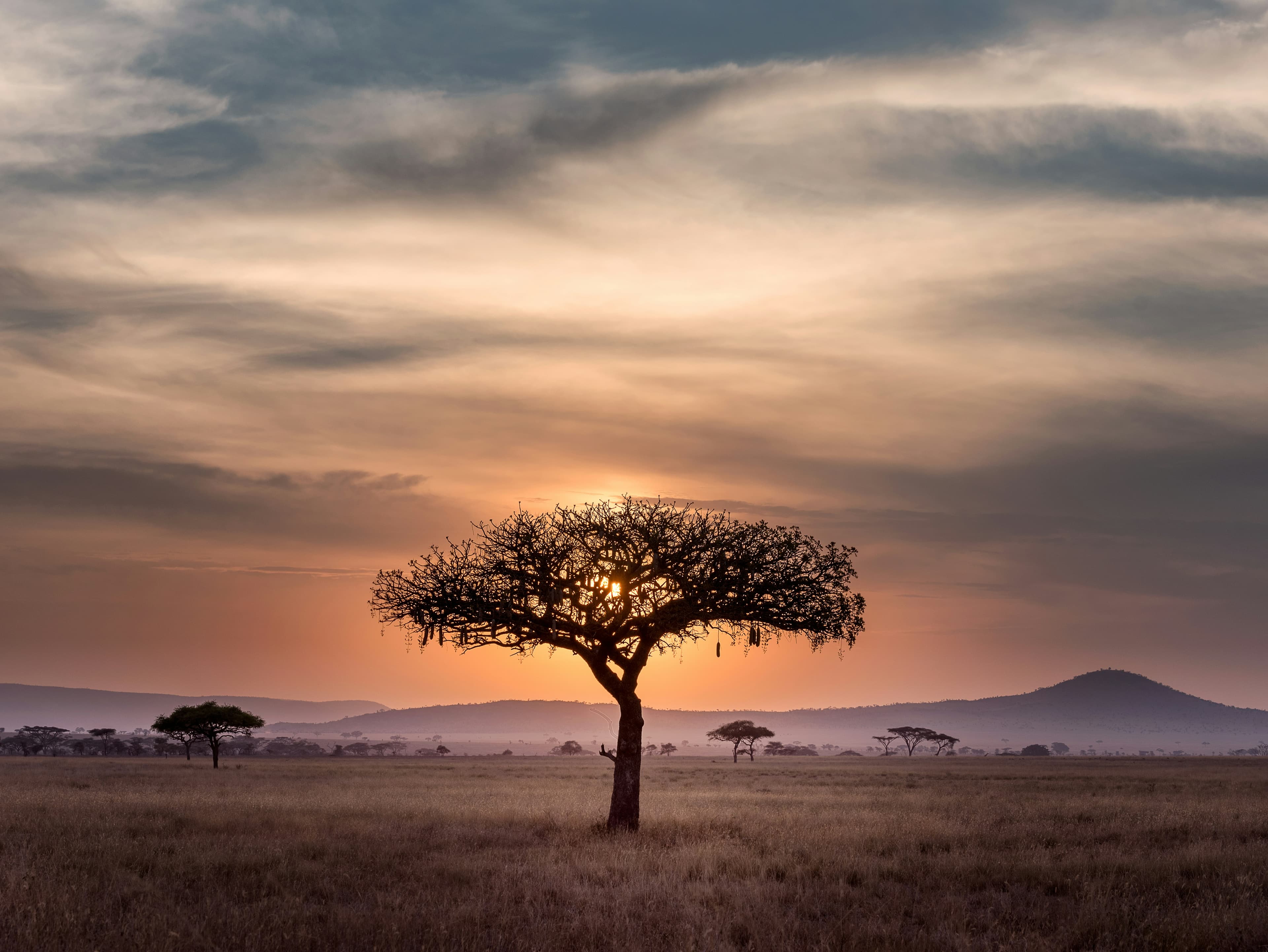 African savanna at sunset